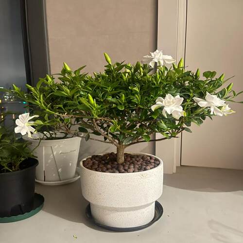 独杆棒棒糖小叶栀子花盆栽绿植室内阳台庭院四季开花浓香花卉植物