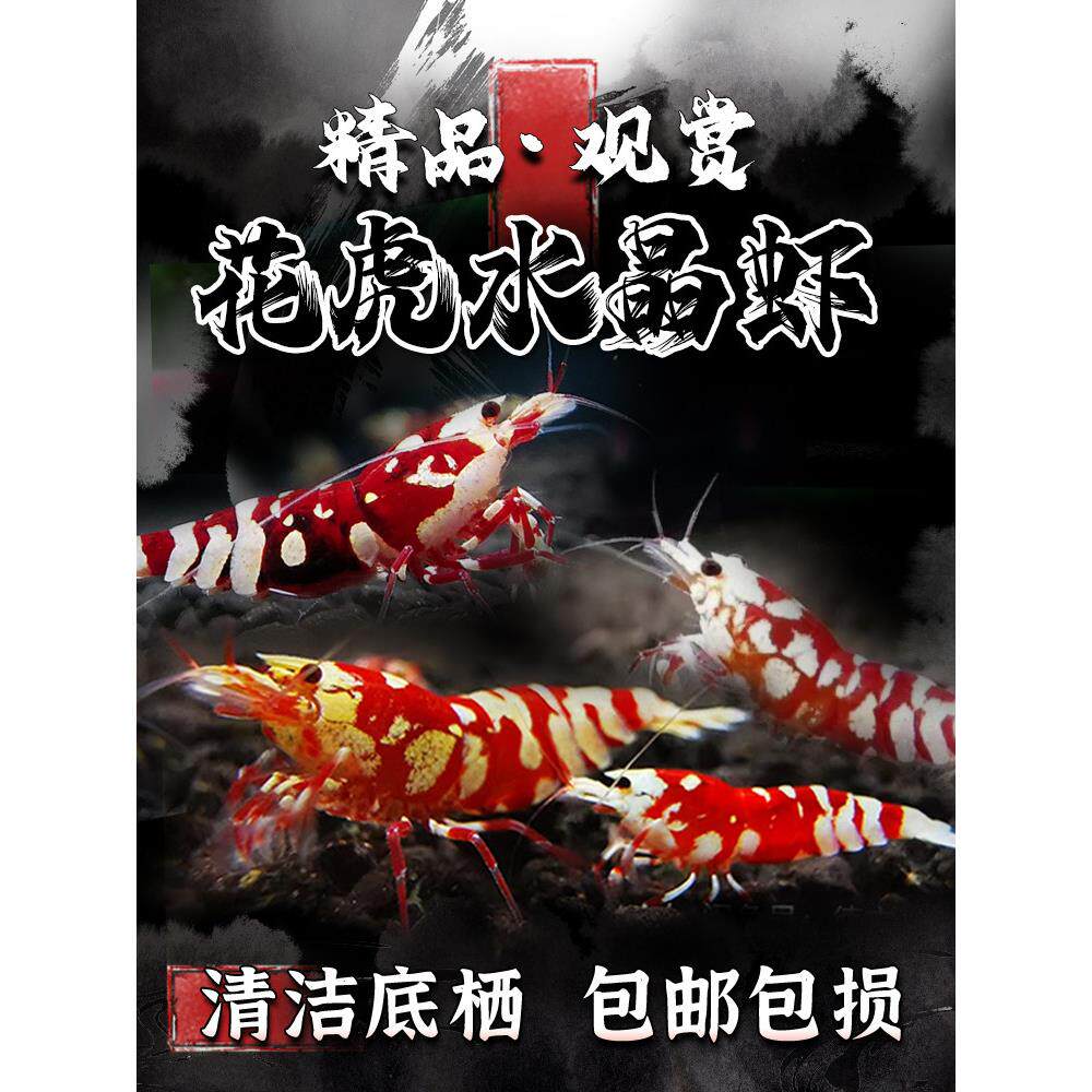 花虎水晶虾活体精品观赏虾淡水除藻工具虾鱼缸草缸宠物虾
