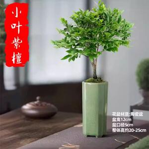 小叶紫檀黑骨茶原生小苗盆栽盆景办公室桌面四季好养盆栽高档绿植