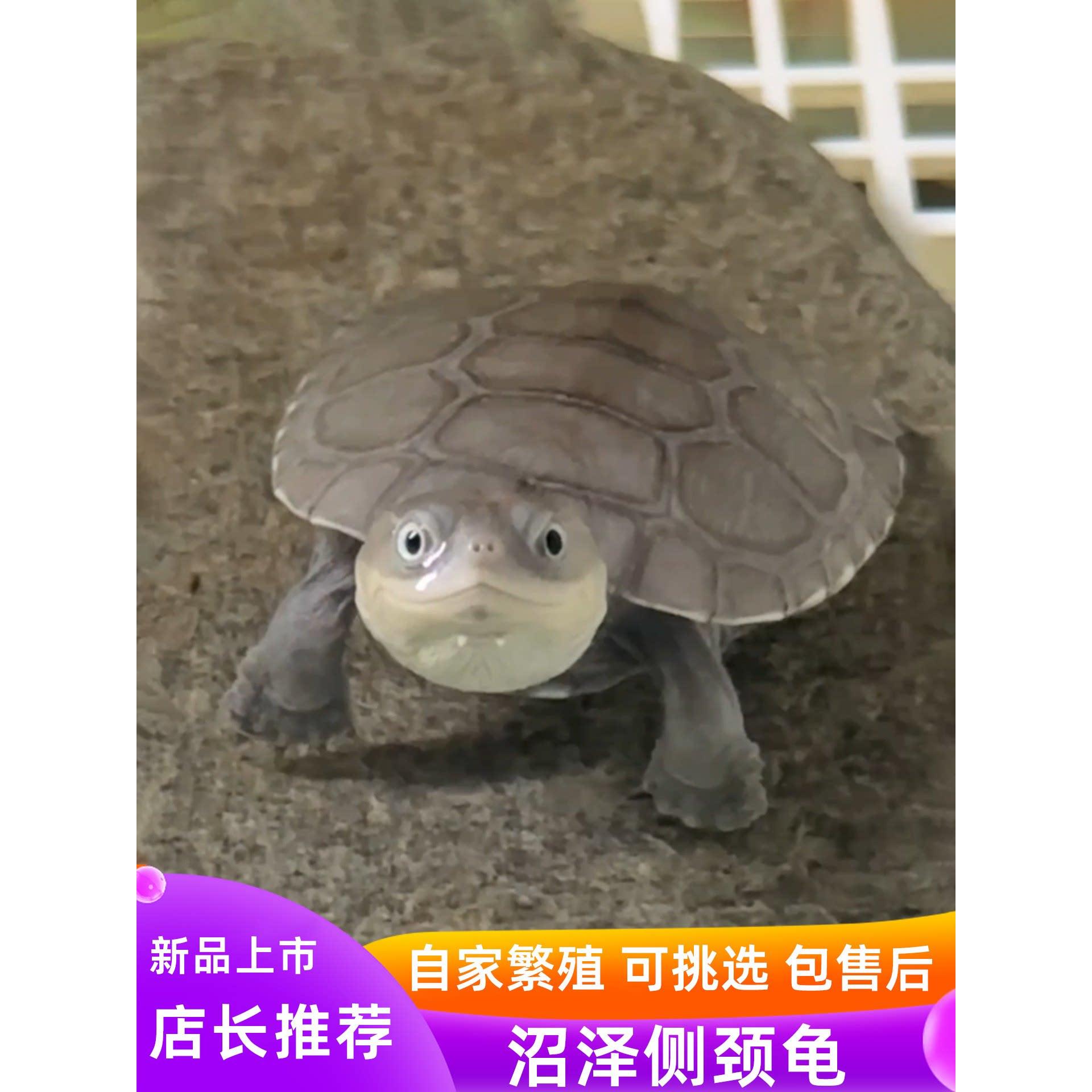 沼泽侧颈龟苗网红西非仰泳笑脸龟小乌龟活体宠物活物可挑选观赏龟