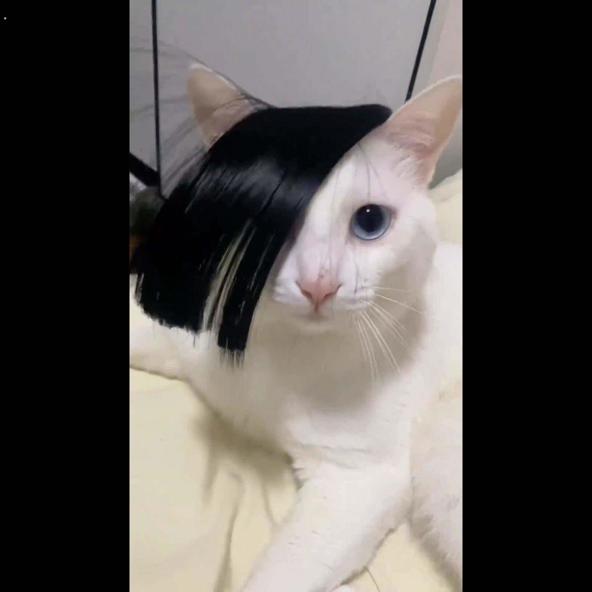网红宠物假发梅狸猫假发狗狗搞笑假发甩头假发猫咪假发非主流搞怪
