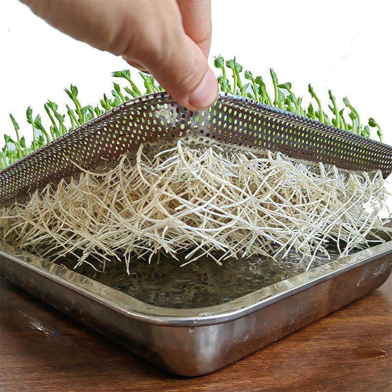 不锈钢发豆芽神器豌豆苗芽苗菜种植盘芽苗菜盘菜种植盆猫草创意