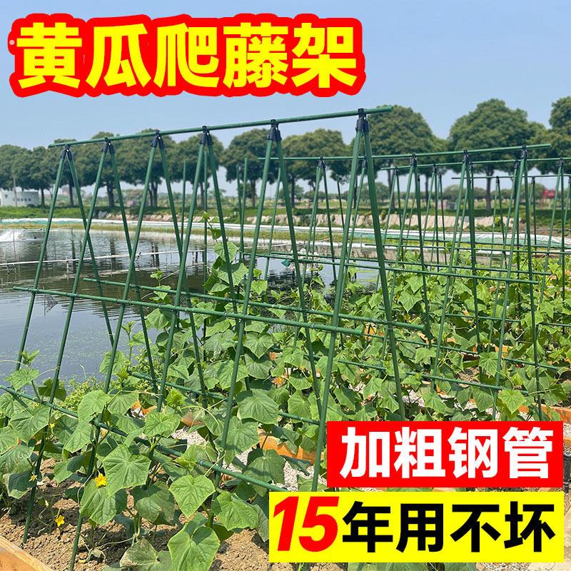 黄瓜爬藤架豆角架杆楼顶种菜架子菜园种菜架子丝瓜蔬菜种植架家用图片