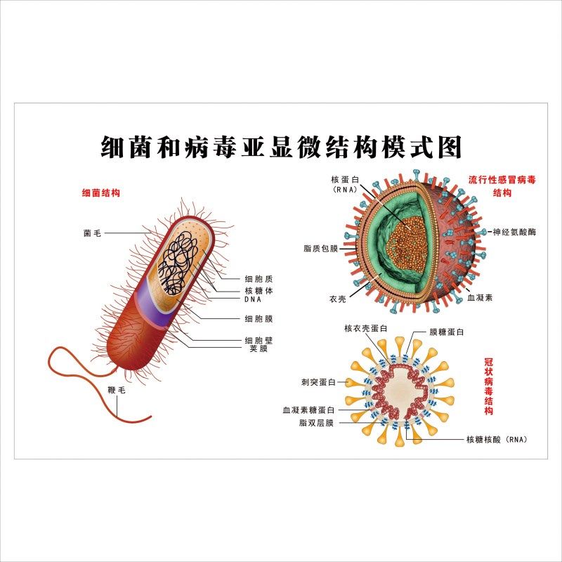 初高中生物知识动植物细胞结构病毒细菌模式图挂食物链花结构墙贴,家居饰品,文化墙贴,淘宝优惠券,粉丝福利购,淘宝优惠卷