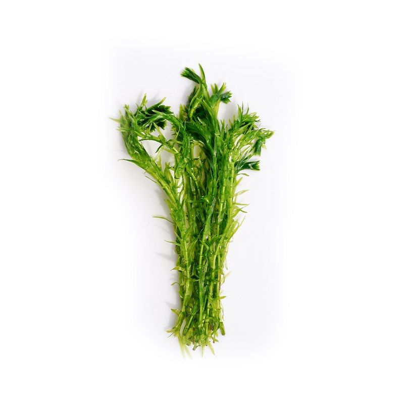 蜈蚣草绿菊水草植物鱼缸造景专用真草水培绿植新手养鱼阴性后景草,宠物/宠物食品及用品,水草,淘宝优惠券,粉丝福利购,淘宝优惠卷