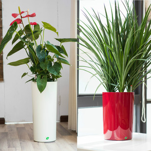 宜植堂北欧简约高直筒花盆细高型高款懒人自动吸水红掌白掌水培盆