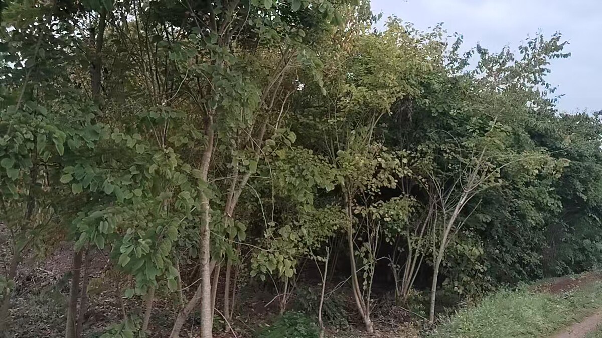 关于公开拍卖一批树木（蓝花楹等）的拍卖公告