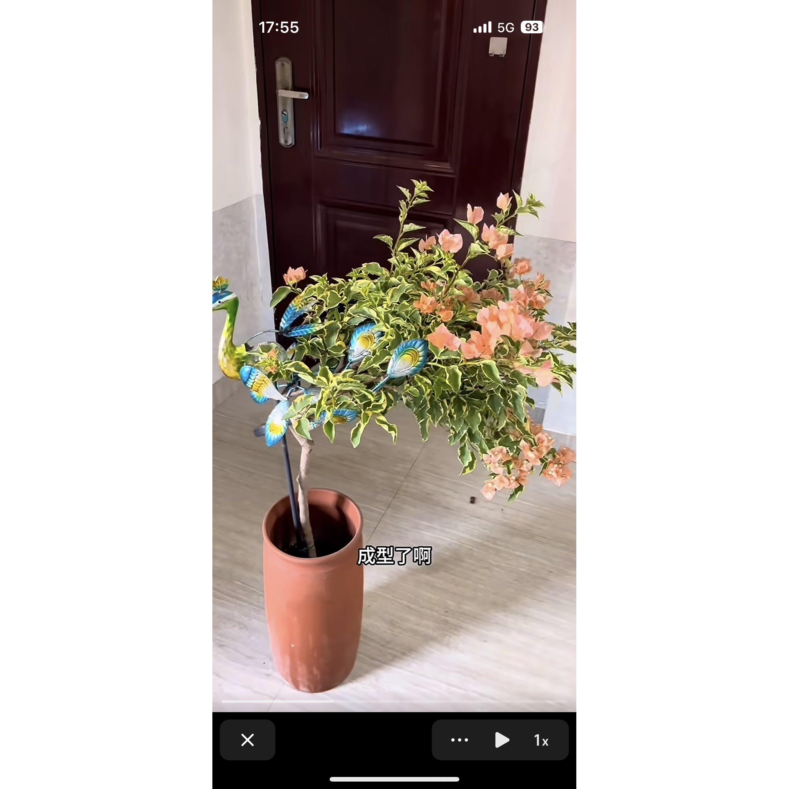 三角梅坨坨桩.提根.怪根盆景一物一拍