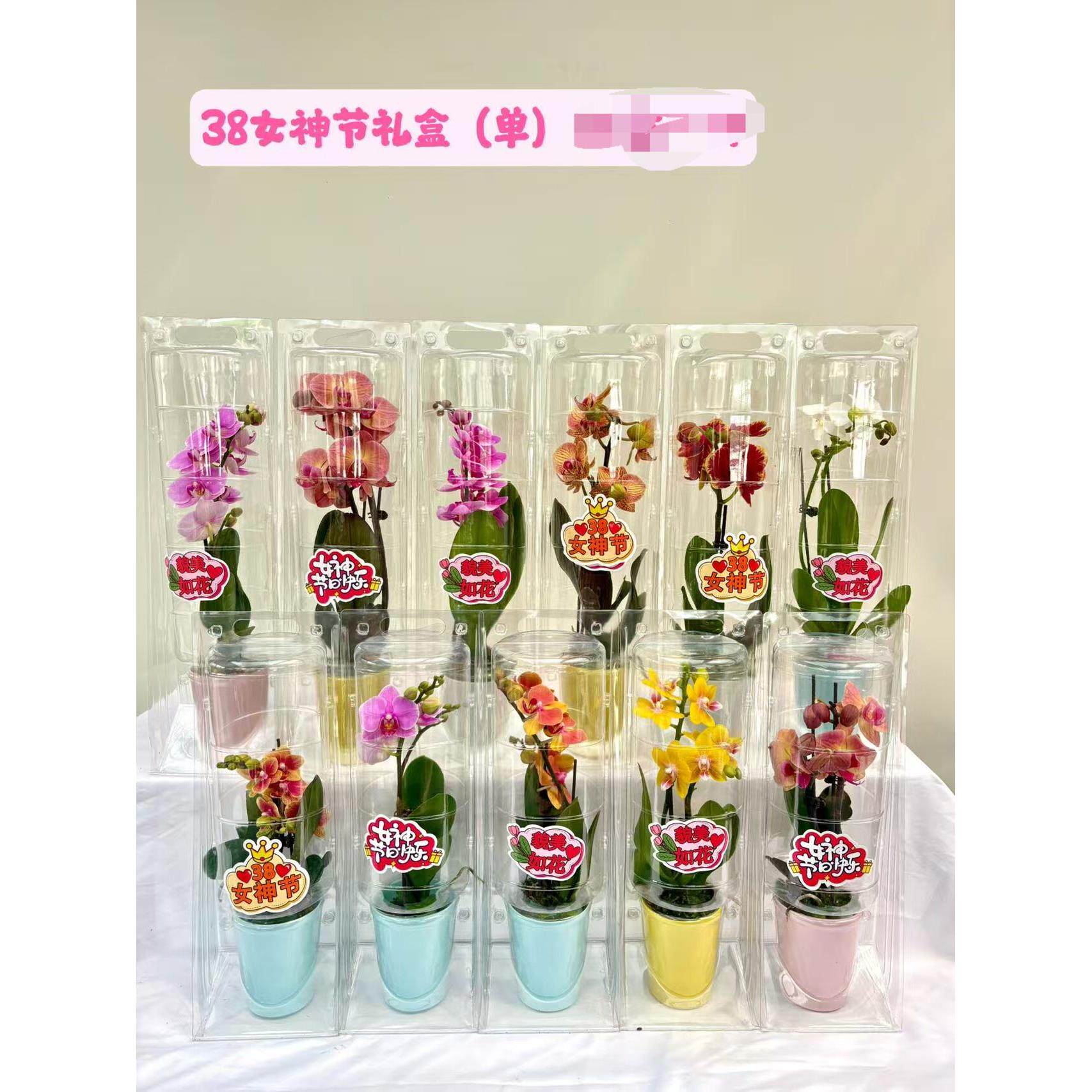 教师节蝴蝶兰礼盒花盆栽花期长送老师小盆栽高端蝴蝶兰女神节