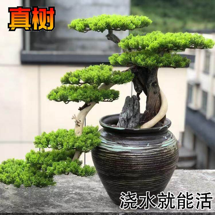 真树迎客松盆景盆栽树根雕迎客松天然摆件松树涯柏岩柏枯木老桩
