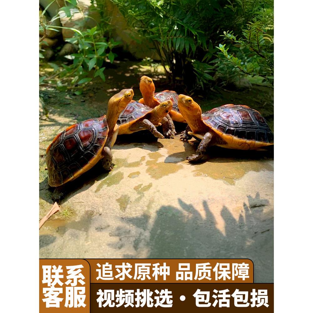黄缘龟闭壳龟安缘幼龟活物龟苗宠物台缘幼苗安布纯种安徽闭合乌龟