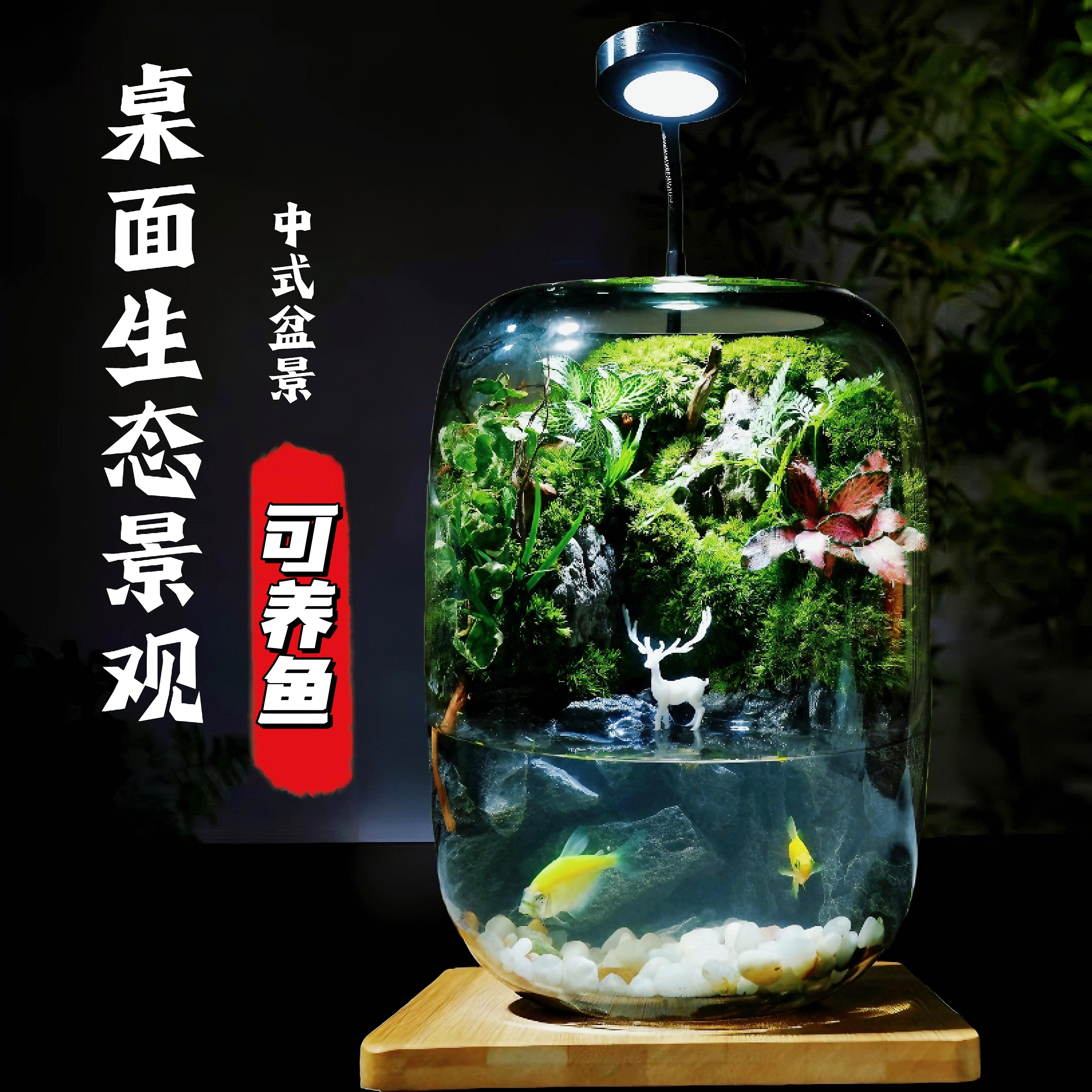 苔藓微景观生态瓶造景植物桌面微缩小世界可养鱼森林雨林生态鱼缸
