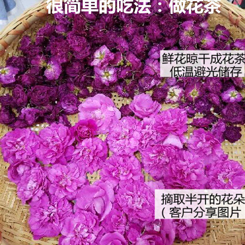 山东平阴县玫瑰镇食用玫瑰花苗可食用重瓣玫瑰庭院嫁接苗 可盆栽