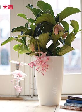 花彩宝莲灯高级绿植超长花期小众高端观叶室内植物热带节日盆栽