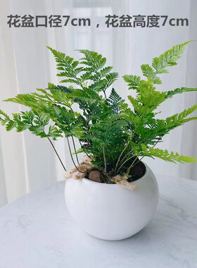 【狼尾蕨】特色办公室内玄关茶桌电脑桌面绿植花卉小盆栽净化空气