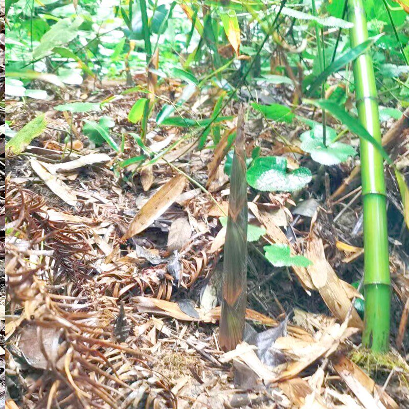 水竹子苗水笋竹苗庭院栽植可食用水笋竹子春笋竹子苗栽培造景竹子 - 实物图