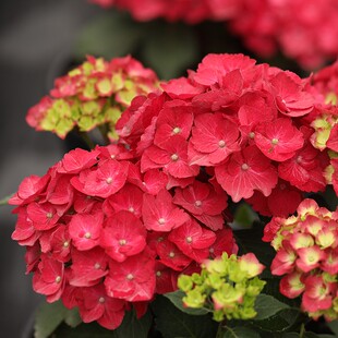 海蒂的花园 大花绣球闪电矮小紧凑阳台布置庭院植物花卉盆栽花苗