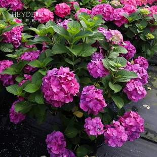 海蒂的花园罗西塔大花绣球阳台庭院好养花量大盆栽花卉植物可调色