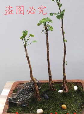 微型盆景丛林式 银杏苗 百果树 银杏小盆景 室内阳台盆栽观赏盆景