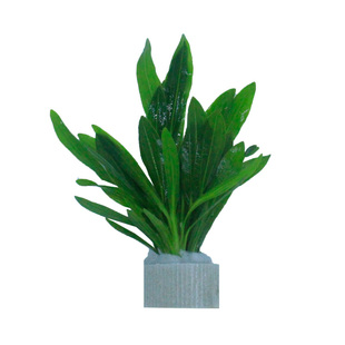 九冠水草皇冠水草好养水草植物鱼缸真水草绿九冠迷你九冠阴性水草