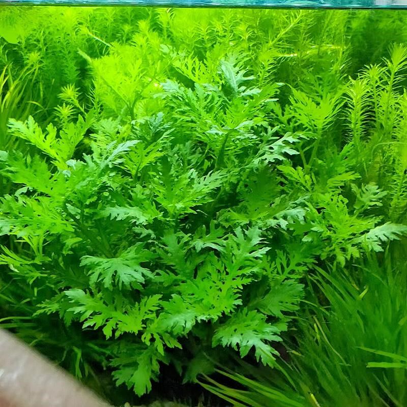 水罗兰坨草鱼缸造景水草植物绿植阴性后景古法养鱼新手懒人好养活