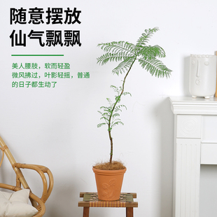 大蓝色的花楹盆栽室内客厅大型绿植好养活电视柜旁边四季家养树苗