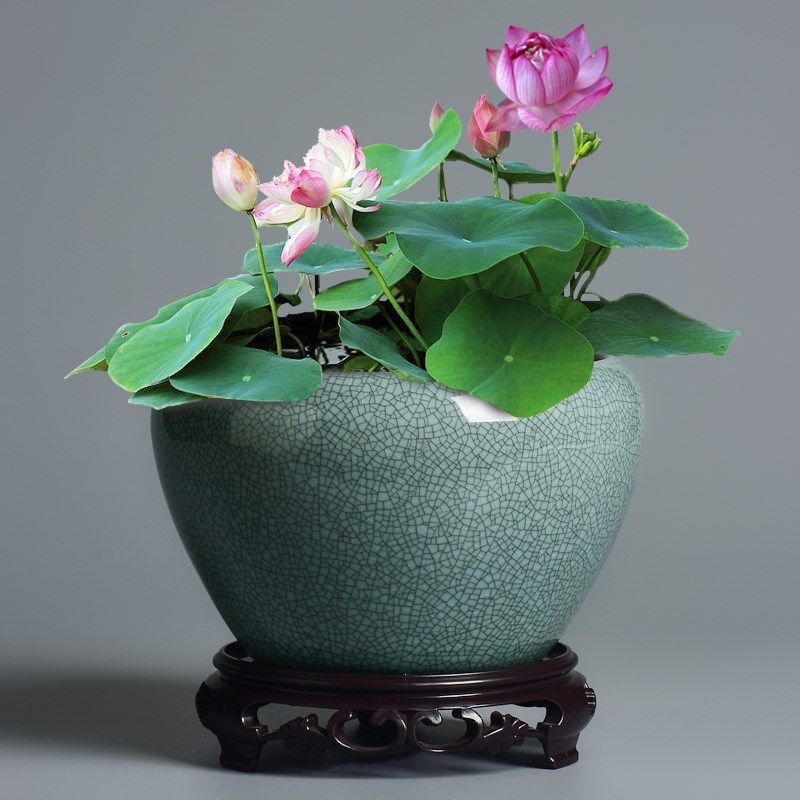 碗莲盆无孔水培铜钱草专用莲花睡莲花盆陶瓷水养水仙荷花盆大号,鲜花速递/花卉仿真/绿植园艺,花盆,淘宝优惠券,粉丝福利购,淘宝优惠卷