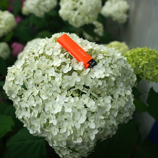 青柠园景  贝拉安娜白色 新枝开花乔木绣球阳台庭院盆栽绿植包邮