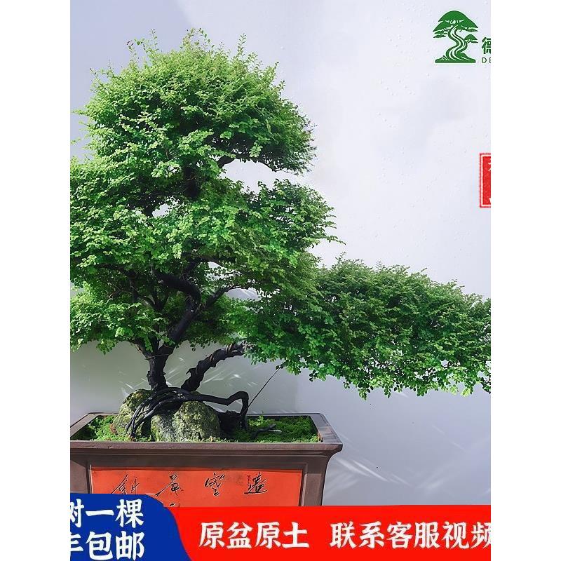 小叶紫檀盆景名贵老桩盆栽室内客厅别墅庭院高端大型造景绿植真树