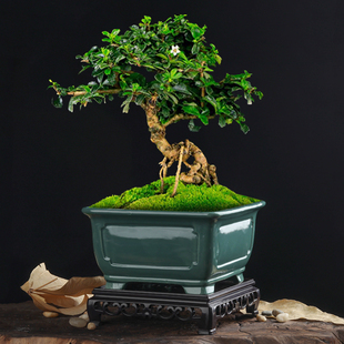 陶瓷创意四方花盆多肉绿植造景盆简约榕树专用花器个性带托盘包邮