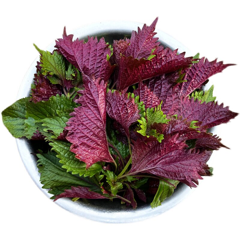 可食用紫苏苗20棵带土带根发货大叶新鲜紫苏幼苗四季盆栽阳台种植
