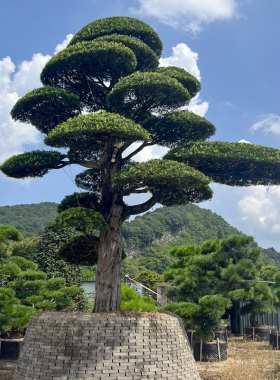一对一选树 小叶雀舌罗汉松精品造型树别墅庭院家院地景盆景