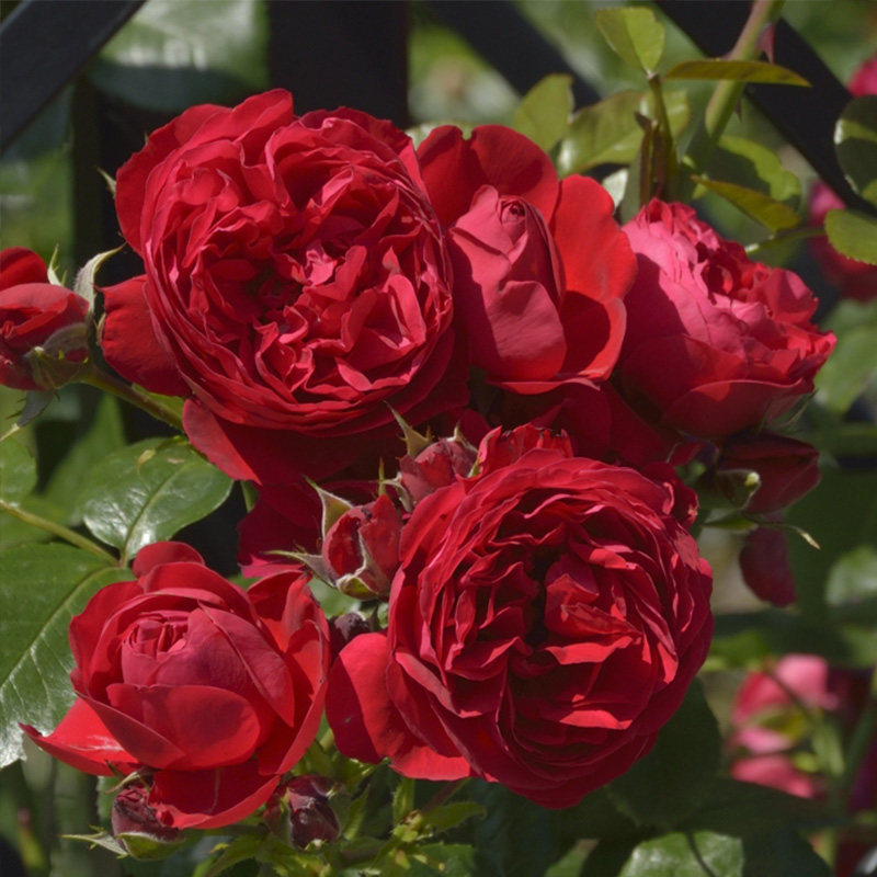 天狼月季 弗洛伦蒂娜 月季玫瑰 红色多季抗病可藤可灌月季,鲜花速递/花卉仿真/绿植园艺,月季/蔷薇/玫瑰,淘宝优惠券,粉丝福利购,淘宝优惠卷