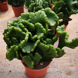 多肉植物 盆栽绿植 办公室盆景 珊瑚缀化光棍树多肉植物包邮