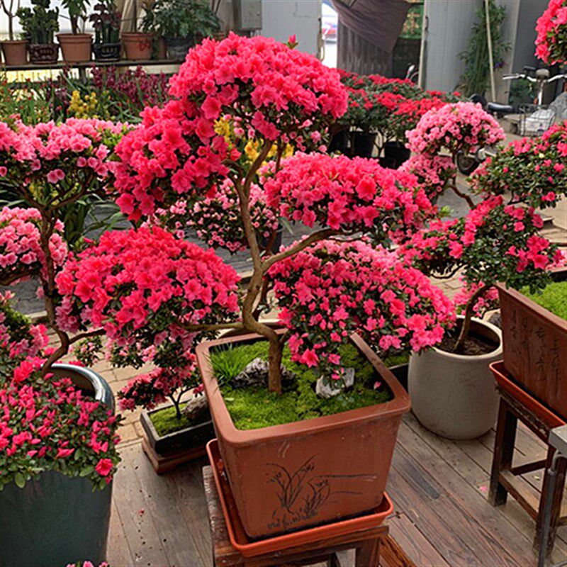 春节年宵花卉杜鹃蜡皮开花杜鹃盆栽粉花公司客户领导长辈喜庆盆景