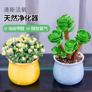 多肉植物绿植金枝玉叶高端雅乐之舞精品罕见花卉鹿角海棠锦好养活