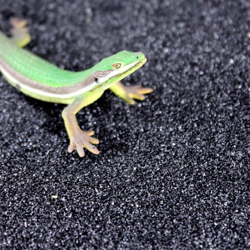 爬宠钙沙蜥蜴鬃狮乌龟宠物守宫爬沙爬虫砂垫材饲养箱用品沙漠造景,宠物/宠物食品及用品,爬宠缸/箱,淘宝优惠券,粉丝福利购,淘宝优惠卷