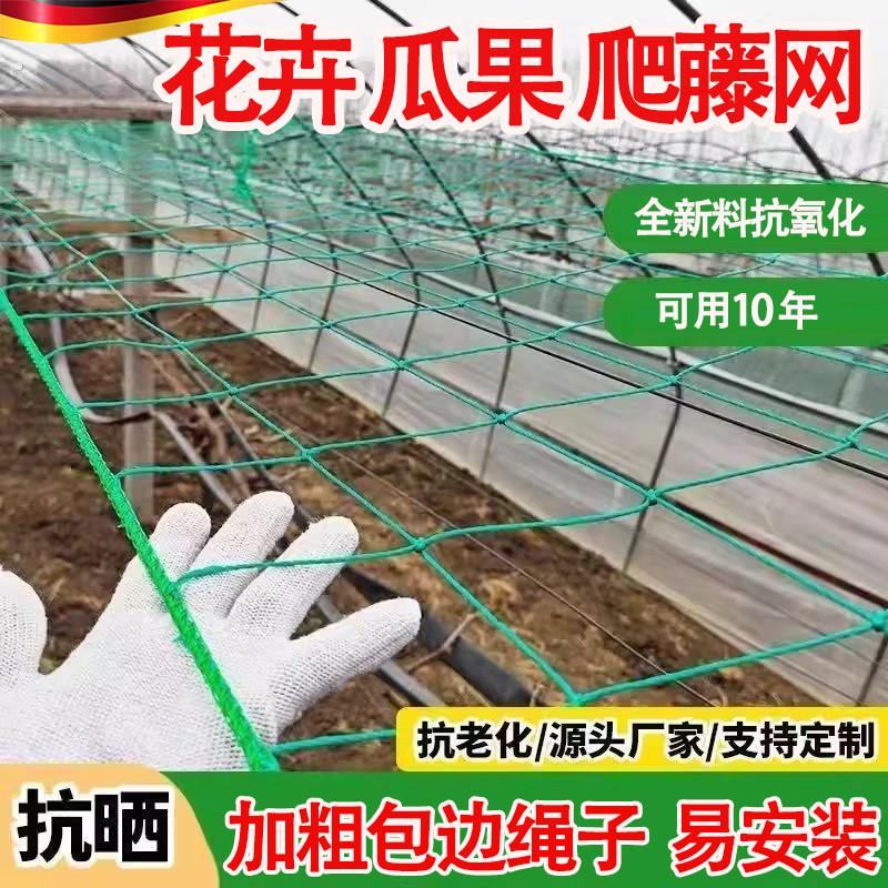 植物爬藤网百香果豆角黄瓜月季吊瓜丝瓜苦瓜葡萄种植网攀爬搭架网