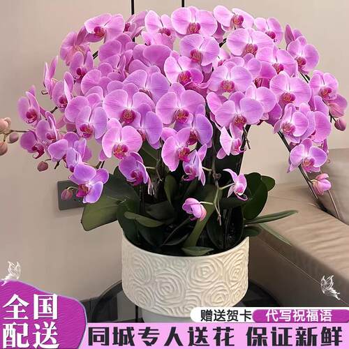 蝴蝶兰盆栽带花特大号真鲜花同城配送精品年宵花开业乔迁上海北京