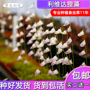 狸藻水生陆生雨林缸耐阴植物禾叶小白兔挖耳草小型盆栽食虫植物