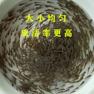 鲫鱼鱼苗中科三号条形优质良种巨鲫大板鲫重庆永川水花发货包邮