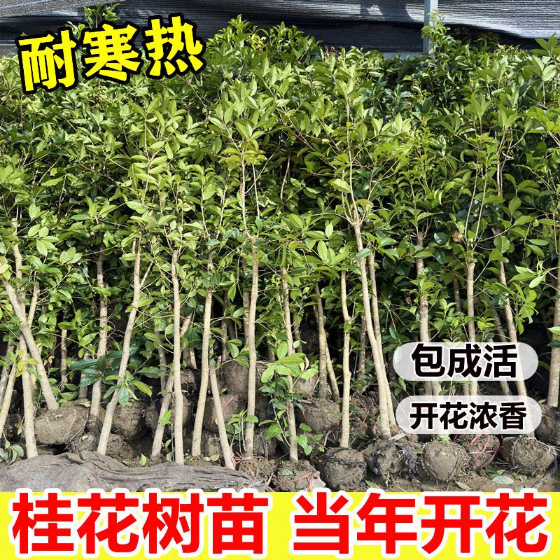 桂花树苗大树庭院地栽原生四季桂盆栽别墅植物浓香型花卉金桂丹桂