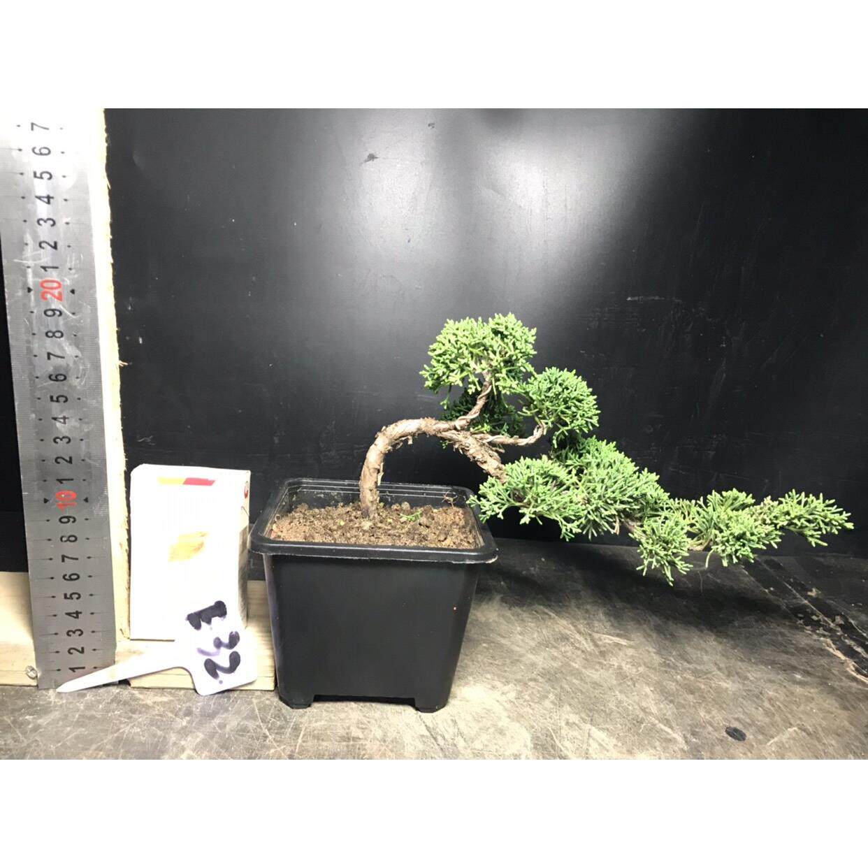 老盆济州真柏盆景老桩盆栽阳台客厅茶几办公室