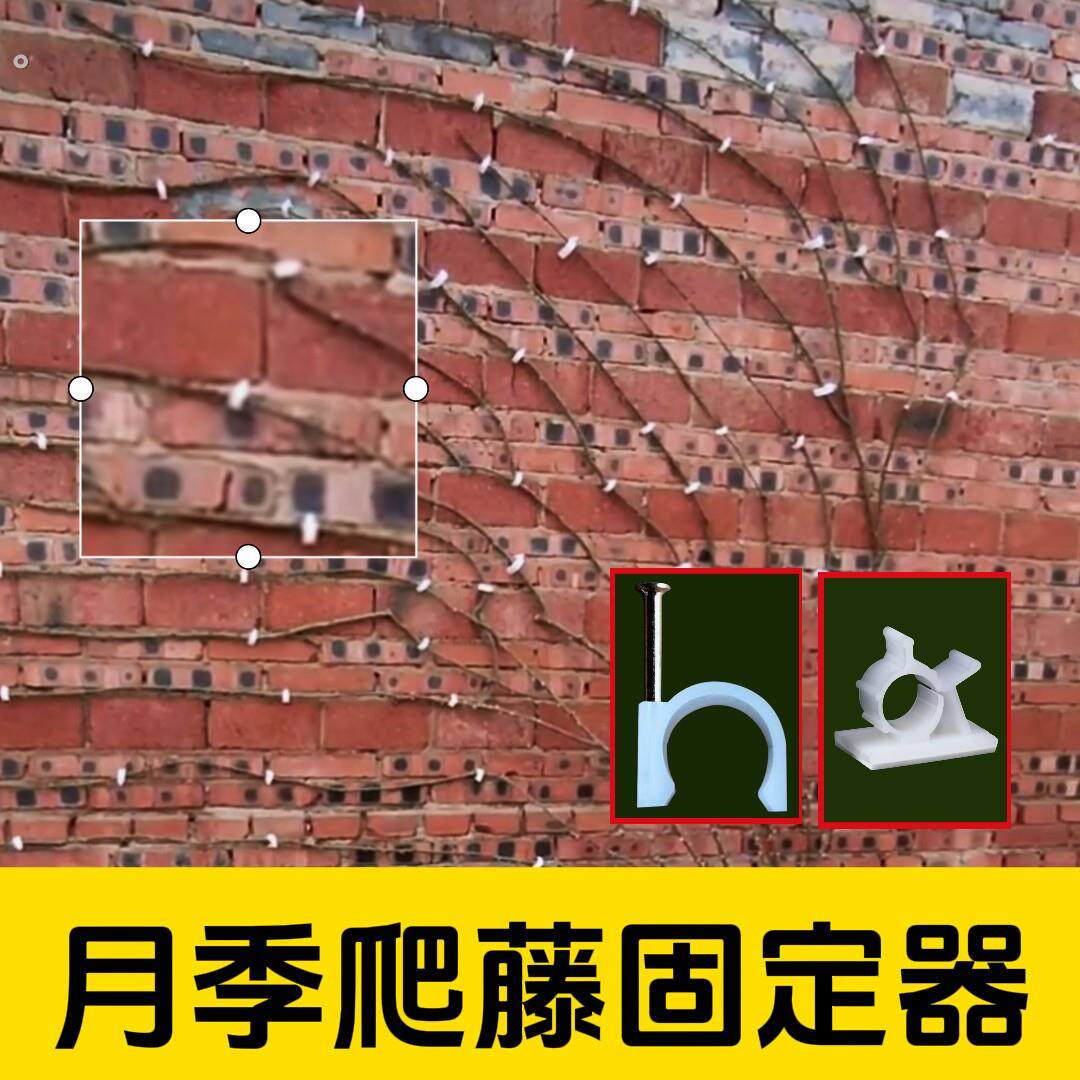 爬藤月季固定器玫瑰藤本植物上墙神器户外墙面绿植物牵引卡扣墙钉