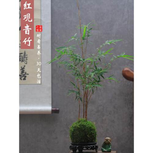 红观音竹苔玉水培苔藓球植物竹子球型办公桌水培绿植四季常青盆景