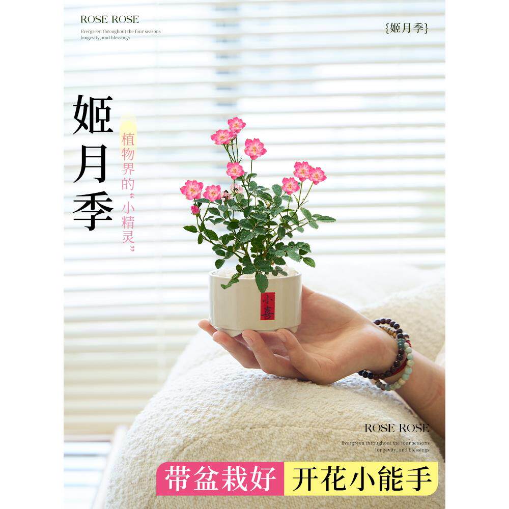 姬月季花卉绿植室内须重瓣惠姬老桩迷你小盆栽办公室桌面盆景植物