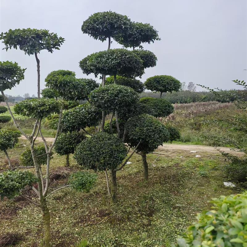 小叶女贞造型树风景树庭院别墅绿化篱笆围墙植物观叶四季常青苗木