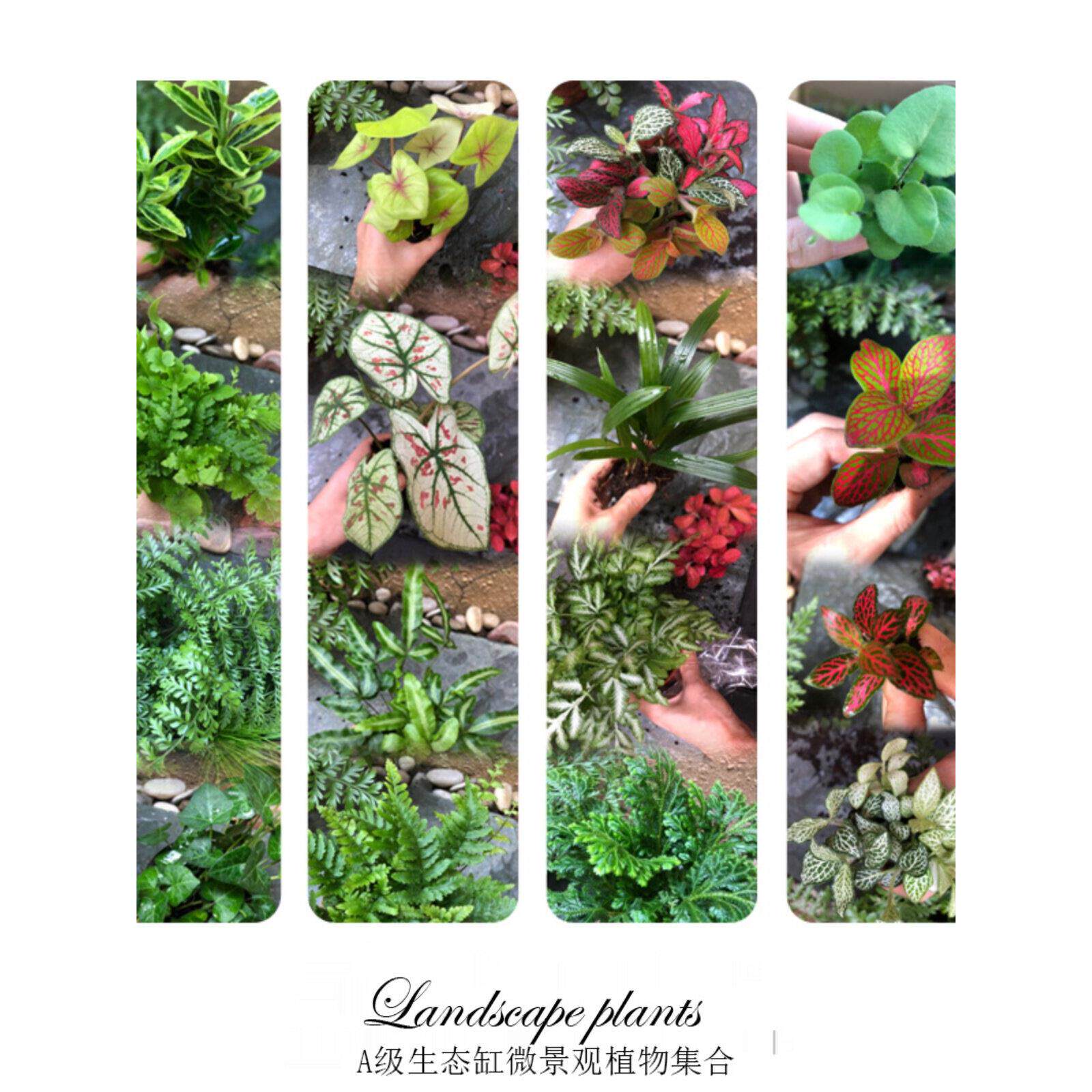 DIY活动苔藓微景观生态瓶蕨类绿植 迷你植物办公桌成品教师节礼物