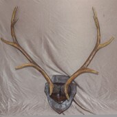 饰酒吧展示厅挂饰电影道具 饰画装 欧式 仿真鹿角复古鹿头壁挂动物装
