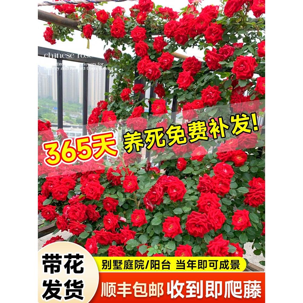 蔷薇花苗藤本月季爬藤四季开墙微花特大树苗浓香龙沙玫瑰花卉盆栽